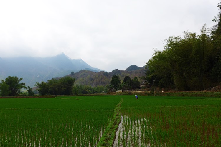Rijstvelden in Mai Chau, Vietnam